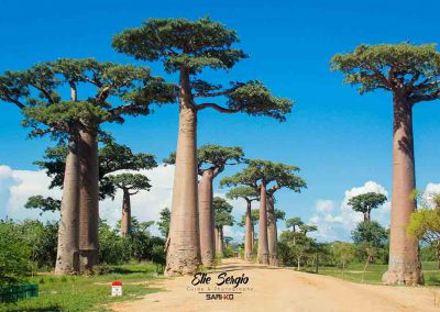 Baobab Avenue