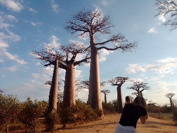 Japanese at Avenue of Baobab