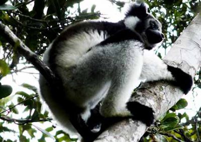 Lemur indri indri