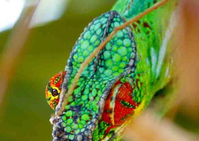 Head of chameleon