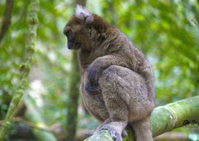 bamboo lemur