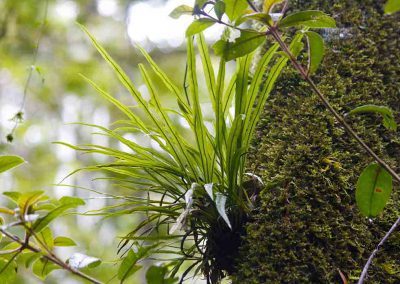 Epiphytic Plant