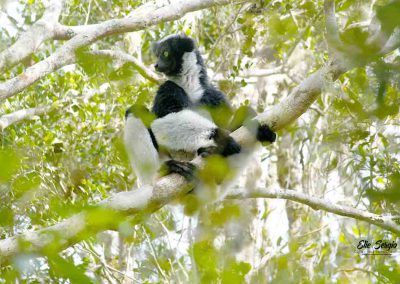 Wildlife Indri Indri