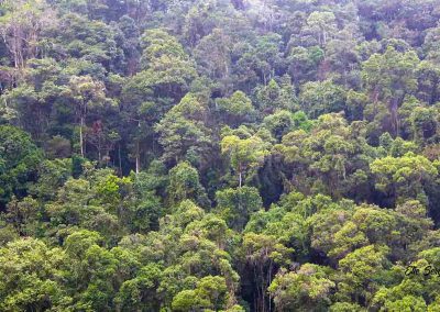 Rainforest at Ranomafana park