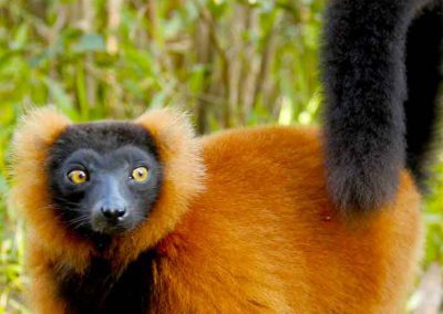 Lemur Vari roux