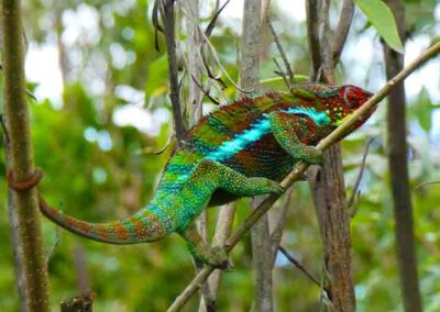 Furcifer pardalis male ambodiria