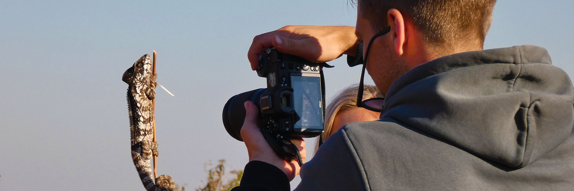 Wildlife Tour and Safari chameleon