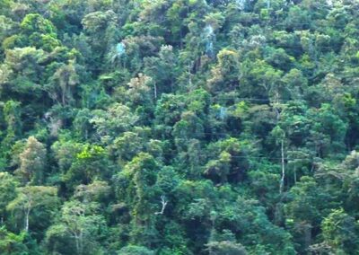 Rainforest at Vohimana