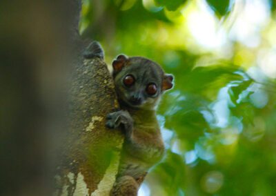 Sportive lemur Nocturnal lemur at Ankarana