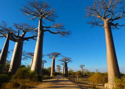 Baobab avenue