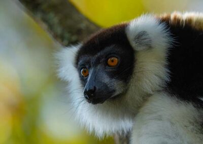 black and white lemur