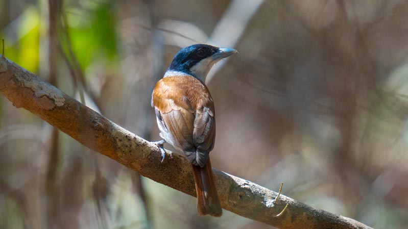 Rufous vanga-bridwatching Elie Sergio