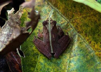 amphibians of madagascar