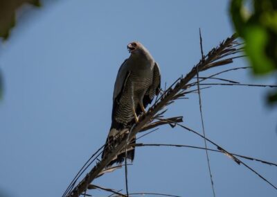 birdwatching herping