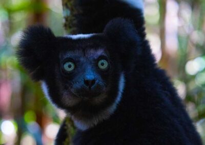 indri indri lemur