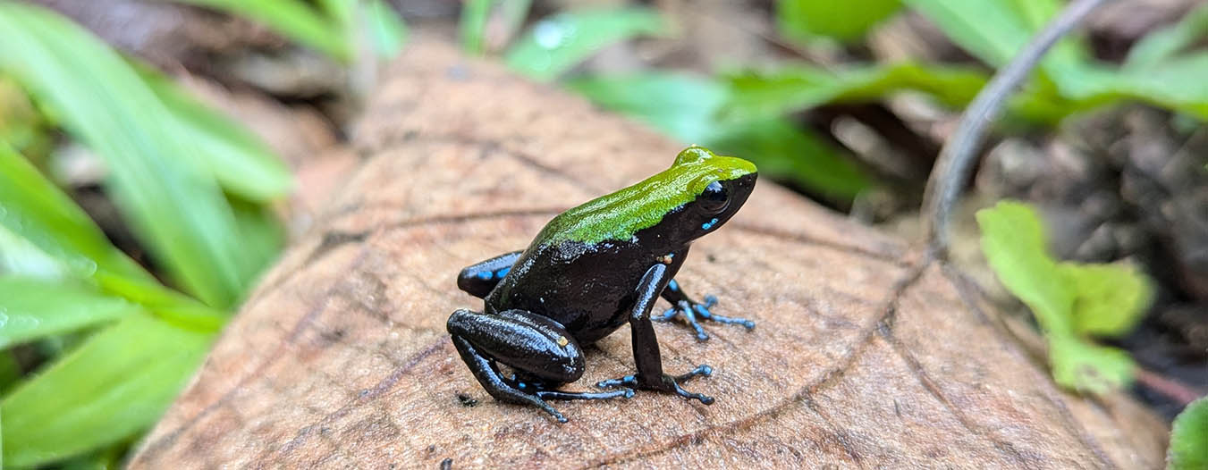 mantella frog amphibians of madagascar - mantella frog