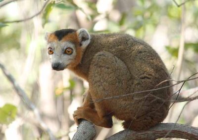 Eulemur coronatus