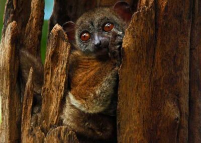 microcebus rufus