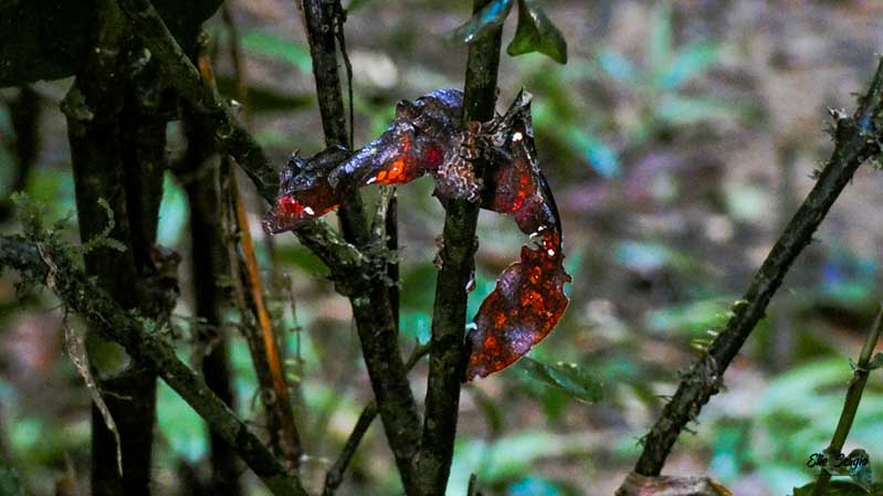 1-uroplatus-phantasticus