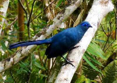 Coua bleu