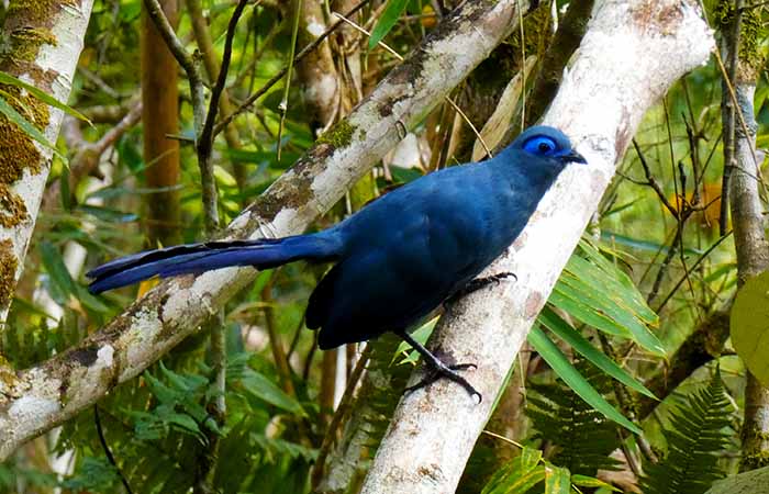 Coua bleu