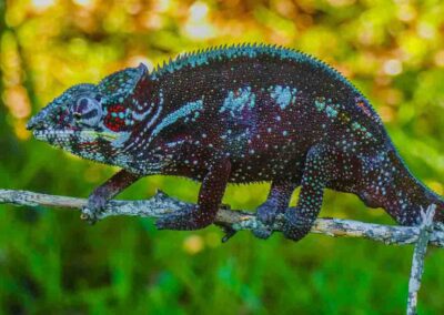 panther of Tamatave