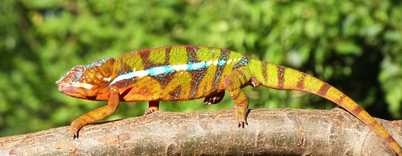 Panther Ambilobe