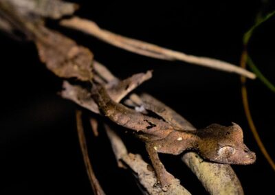 Uroplatus Phantasticus