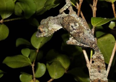 The leaf-tailed gecko: Nature’s greatest spy