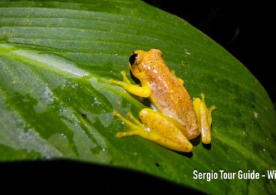 amphibians in antalaha