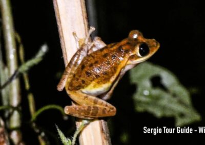 amphibians in antalaha