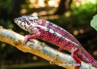 reptile in Antalaha