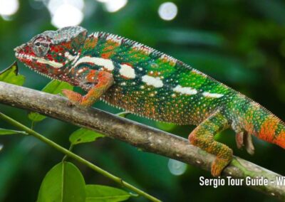 reptile in Antalaha