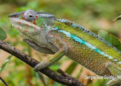 reptile in Antalaha