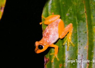 amphibians in antalaha