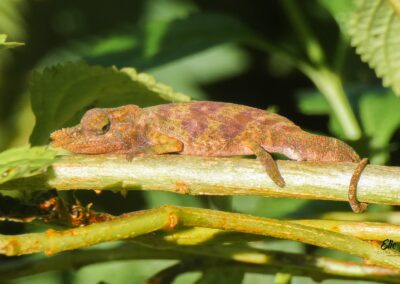 reptile in Antalaha