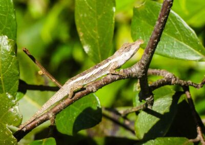 reptile in Antalaha