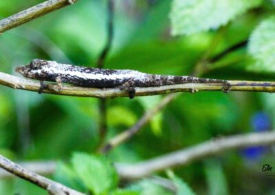 reptile in Antalaha