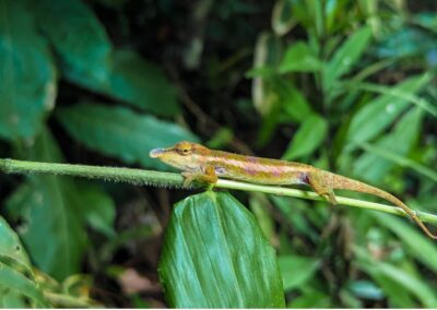 reptile in Antalaha
