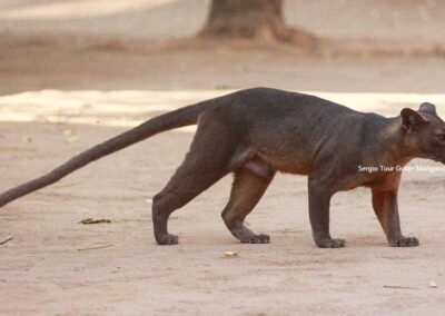 Fossa kirindy Madagascar