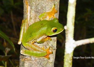 amphibians of madagascar