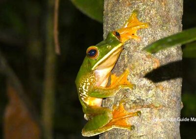 amphibians of madagascar