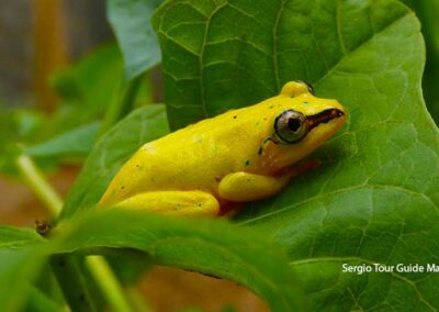 amphibians of madagascar
