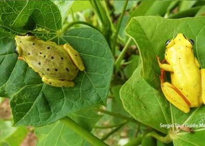 amphibians of madagascar