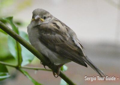 birdwatching in madagascar