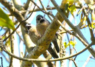 birdwatching in madagascar
