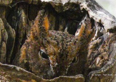 birdwatching in madagascar