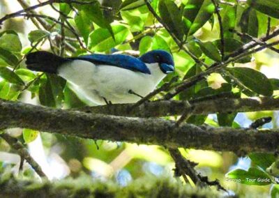 birdwatching in madagascar