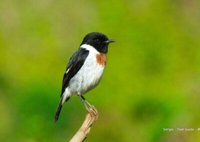 birdwatching in madagascar