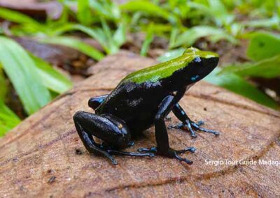 amphibians of madagascar
